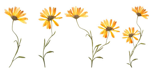 Fototapeta na wymiar Set with beautiful dried meadow flowers on white background. Banner design