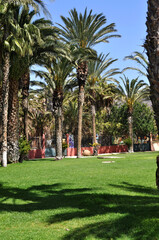 Fototapeta premium Beautiful park with green treasure and huge palm trees in Morro Jable, Fuerteventura, Canary Islands, Spain