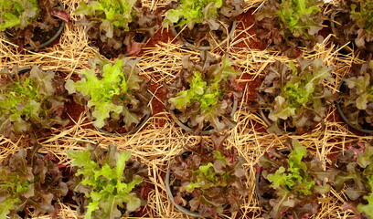 Red oak in row and rice strow covered ground between row, top tree's color is light green.