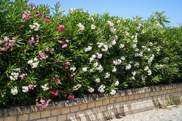 white and pink oleander flowers, stone wall and blue sky