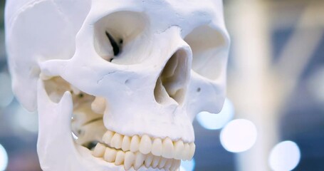 Human skull. White layout human skull closeup.