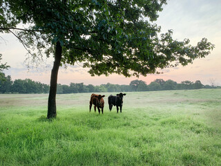 Cattle calves in a lush green pasture at sunrise or sunset