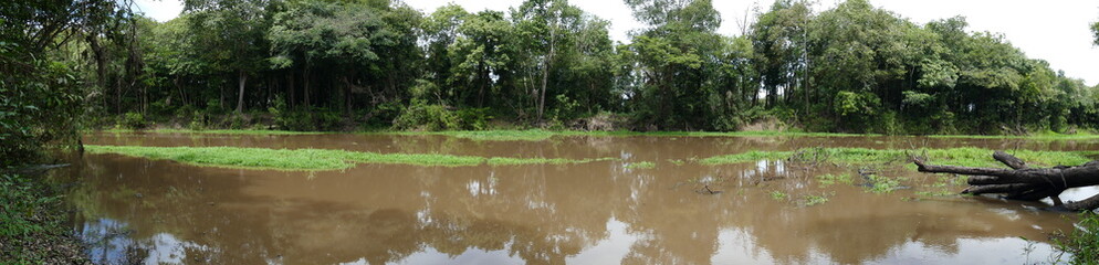 Panoramic view of virgin Amazon rainforest at a bend of a branch of the main river. Tropical rainforest near Marmori Lake, state of Amazon, Brazil.