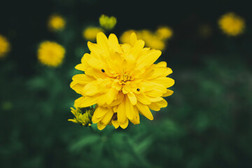 yellow flower