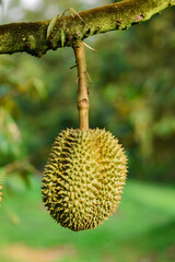 Durian leaves with branches in the garden, product for export, agriculture in Thailand
