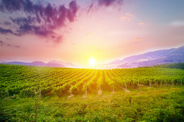 Magnificent sunset over a vineyard in South Australia