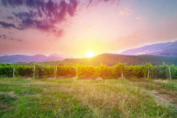 Magnificent sunset over a vineyard in South Australia