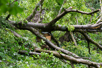 Damaged wooden bee house by fallen trees caused by heavy nightly summer thunderstorm at City of Zurich. Photo taken July 16th, 2021, Zurich, Switzerland.