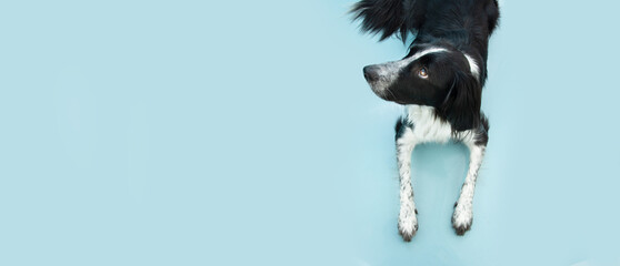 Portrait of cute puppy dog border collie looking up  isolated on blue background. Obedience concept