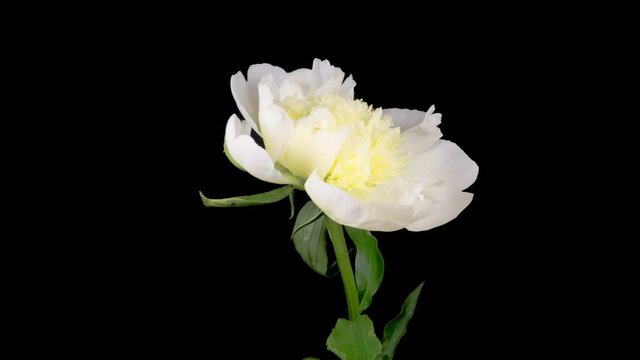 Peony Blossoms. Time Lapse of Opening Beautiful White Peony Flowers on Black Background. 4K.