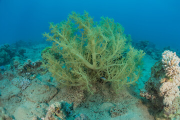 Coral reef and water plants in the Red Sea, Eilat Israel
