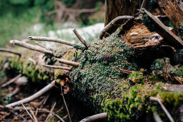 Beautiful forest background. Fallen tree covered with moss. Nature wallpaper.