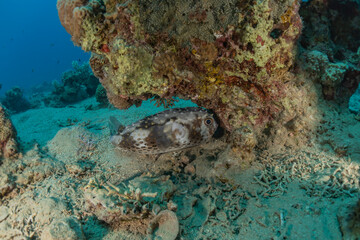 Fish swim in the Red Sea, colorful fish, Eilat Israel
