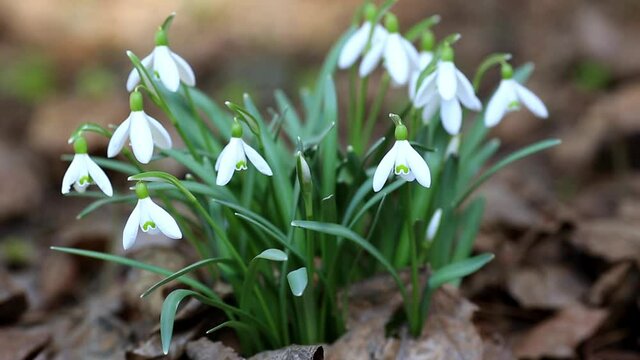Flowers of snowdrop spring garden. Сommon snowdrop (Galanthus nivalis) flowers in natural green background