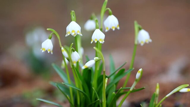 Leucojum vernum - early spring snowflake flowers in the garden