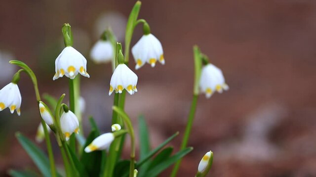Leucojum vernum - early spring snowflake flowers in the garden