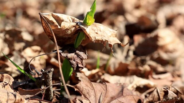 The old leaf is pierced by young grass in the spring time.