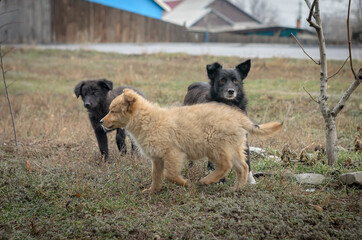 Naklejka premium Yard dogs walk the streets in packs.