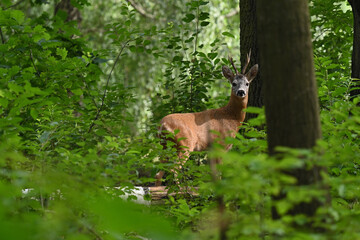 deer in the forest