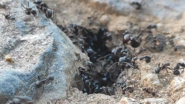 A closeup of ants working near their nest