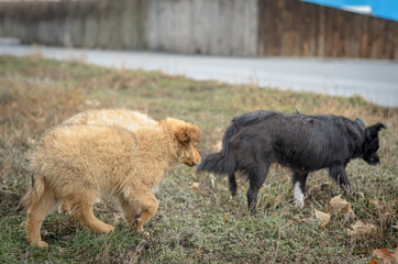 Obraz premium Yard dogs walk the streets in packs.