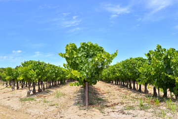 Fototapeta na wymiar field of grape vine in summer with green foliage and grape growing