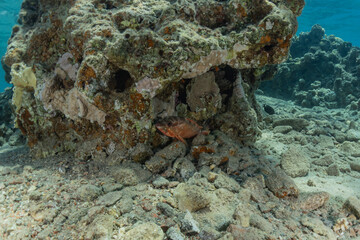 Fish swim in the Red Sea, colorful fish, Eilat Israel

