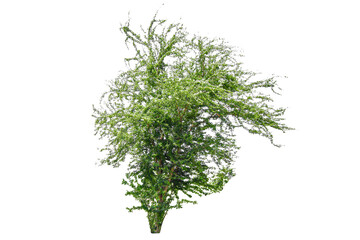 Obraz premium Tree real isolate die cut on white background with clipping path