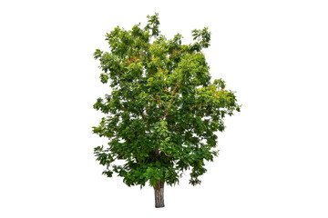 Tree real isolate die cut on white background with clipping path