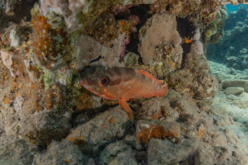 Fish swim in the Red Sea, colorful fish, Eilat Israel
