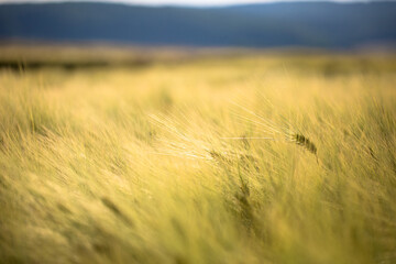 Sommer im Feld