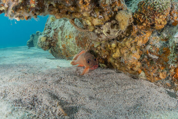 Fish swim in the Red Sea, colorful fish, Eilat Israel
