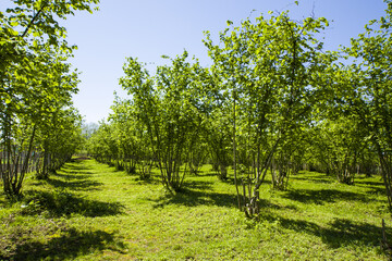 Green hazelnut tree plantation under a blue sky in Georgia