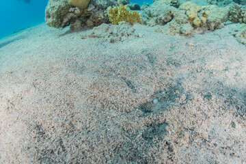 Fish swim in the Red Sea, colorful fish, Eilat Israel
