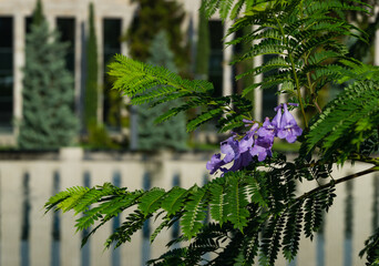Purple flowers on Jacaranda (Jacaranda mimosifolia) branch. The first blossom on Jacaranda trees in...