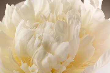 Fototapeta na wymiar white peony flower isolated on light background