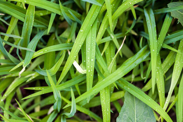 Close up of fresh thick grass with water drops in the early morning. forest grass background for postcard desktop