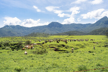 Pueblos de Jalisco México, paisaje vacas pastando en el pueblo de Mirandillas.