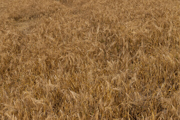 Grain field at the day light with blue sky