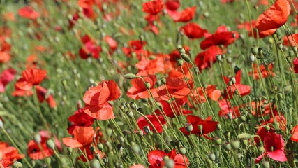 Beautiful field red poppies with selective focus in a botanical garden