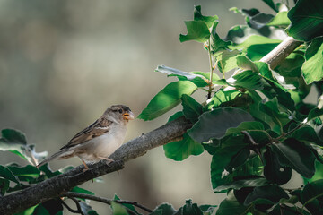 Sparrow perched on a tree branch bringing food for offspring