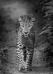 Foto op Aluminium Walking Leopard © Kusal