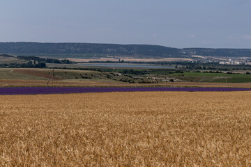 Fototapeta na wymiar Grain field at the day light with blue sky