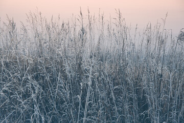 Fototapeta premium frozen grass in snow with abstract background