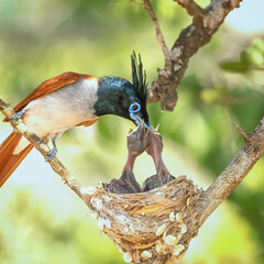 Indian paradise flycatcher, mom chors 