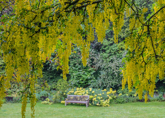 Single bench with lush greenery - yellow laburnum tree leaves in foreground - obrazy, fototapety, plakaty