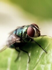 Little flies on the leaf seen close up, blurry background