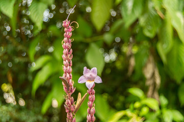 pink and white flowers of a tree
