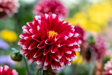 red dahlia flower  in garden. Red flowers. Beautiful picture of red dahlia. Wallpaper of beautiful dahlia flower.