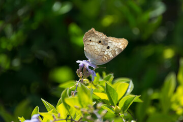 Buterfly feeding and polination 